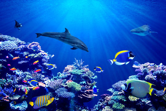 delfiny