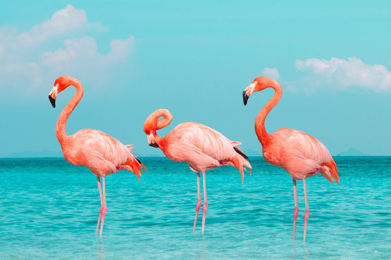 flamingi
