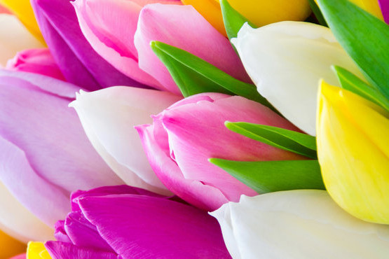 tulipany